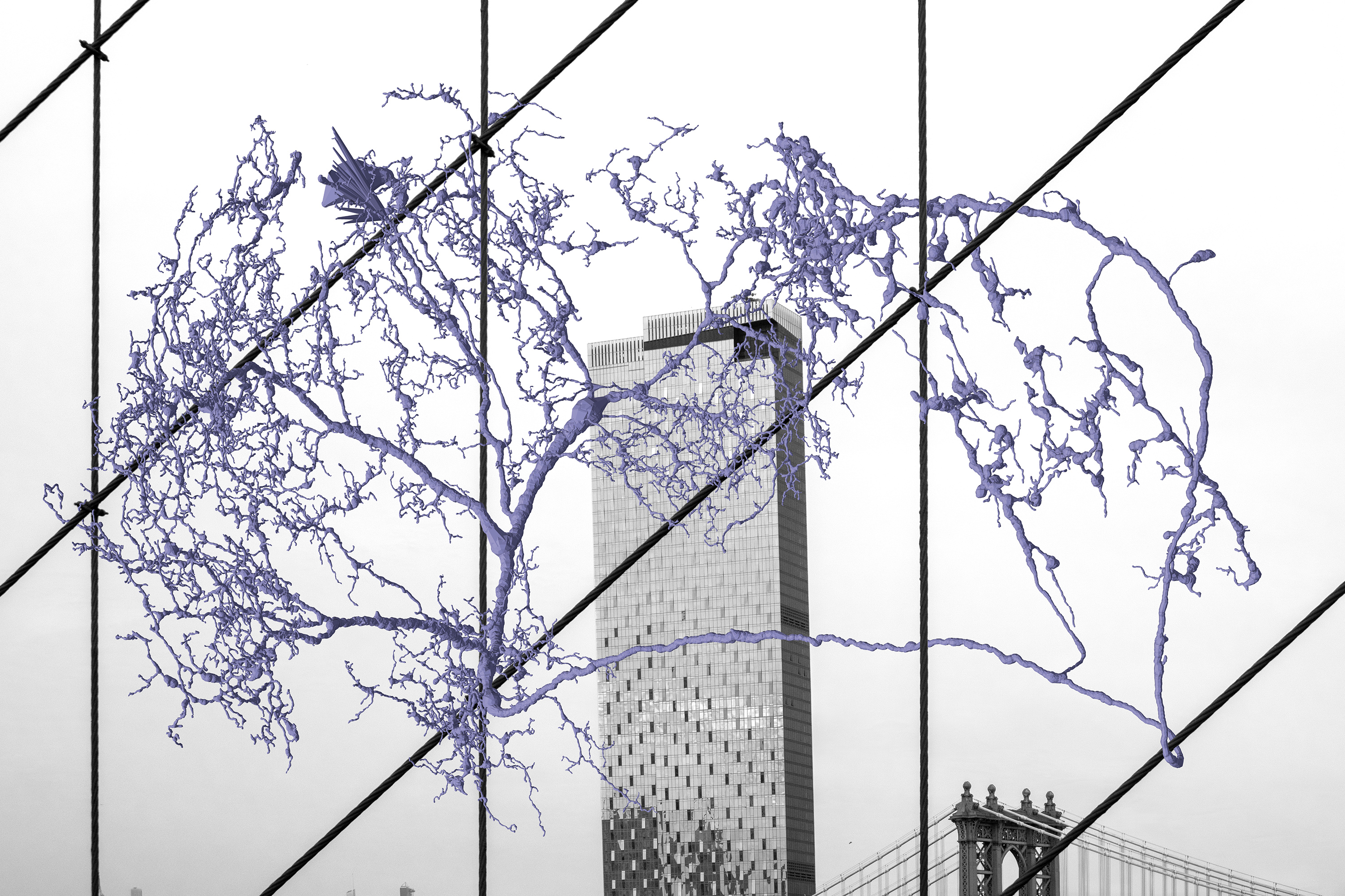 Periwinkle neuron woven through bridge cables and a tower