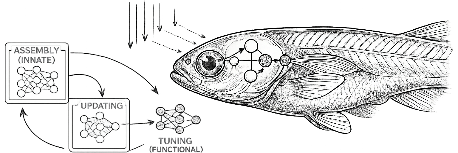 Sketch of zebrafish behavior and innately assembled neural circuits