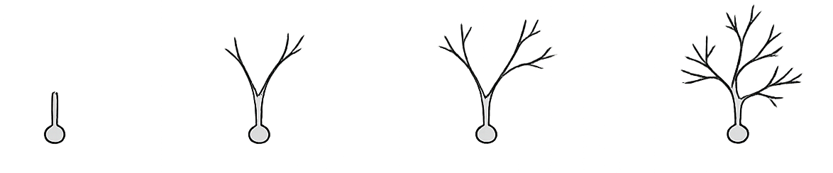 Sketch of spatially extended neurons and lognormal connectome organization